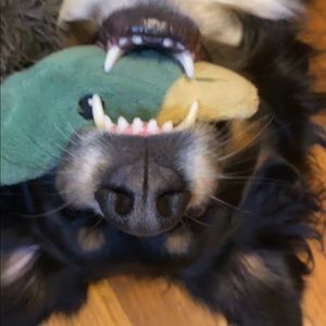 Meet your Posher, Cassidy